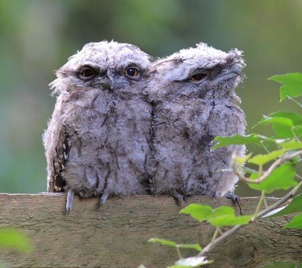 Nestling Or Fledgling? Baby Bird Dos And Don'ts | BIRDS In BACKYARDS